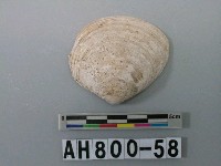 藏品(貝類)的圖片
